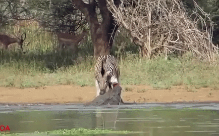Video: Dù bị cắn nát chân, ngựa vằn nén đau đạp thẳng mặt kẻ thù và kì tích xuất hiện