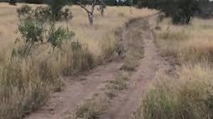 Video: Kinh ngạc báo đốm bắt gọn chú chim đang bay trong tích tắc