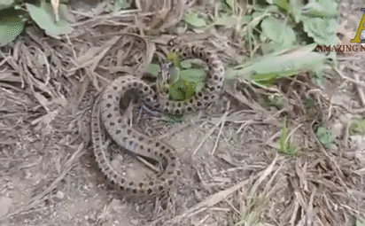 Cuộc chiến sinh tồn: Bọ ngựa dùng