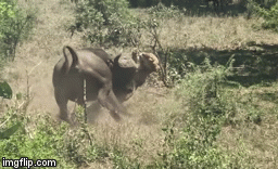 Video: Trâu rừng tung cú húc hất sư tử lên không trung