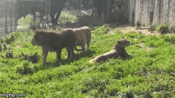 Cuộc chiến sinh tồn: 