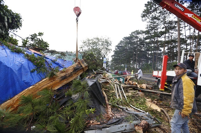 Đà Lạt: Sét đánh gãy cây thông cổ thụ, 4 người thoát chết