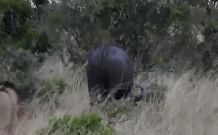 Video: Bị tấn công từ phía sau, trâu rừng tung cú 