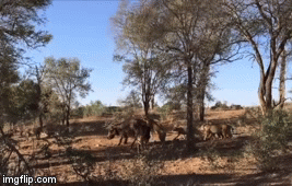 Video: Đáng sợ cảnh bầy sư tử hợp sức xẻ thịt hà mã đơn độc giữa rừng