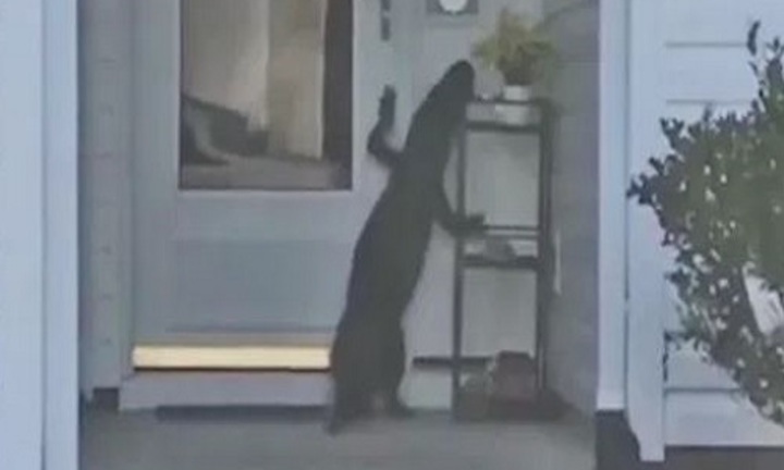 Video: “Sốc” với cảnh cá sấu đứng thẳng, loay hoay tìm cách để ấn chuông cửa 