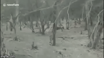 Cuộc chiến sinh tồn: Chó nhà hỗn chiến dữ dội với sư tử và cái kết bất ngờ