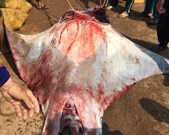 Quảng Ngãi: 2 cá đuối khổng lồ mắc lưới ngư dân, mỗi con nặng hơn nửa tấn