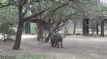 Video: Bị hươu cao cổ tung cú đá hậu vào thẳng mặt, tê giác quay đầu bỏ chạy trong đau đớn
