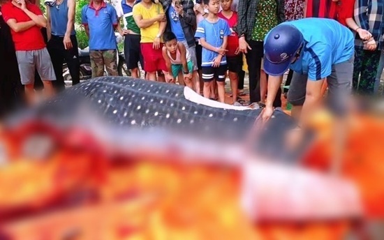 Cơ quan chức năng thông tin về lời đồn cá voi quý hiếm bị xẻ thịt bày bán ở Thanh Hóa