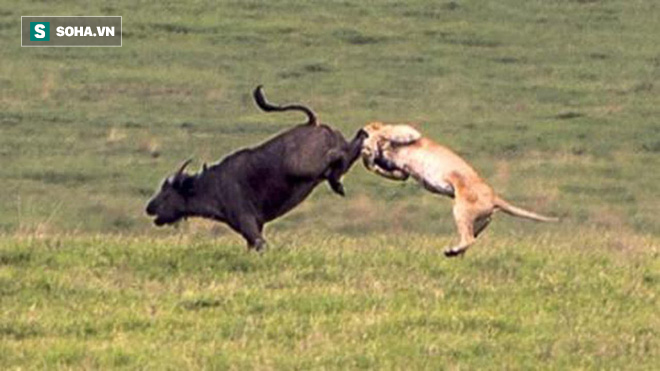 Video: Sư tử nhận kết đắng khi rình đằng sau rập trâu rừng 