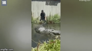 Video: Cả gan trêu cá sấu khổng lồ và cái kết khiến nam thanh niên thất kinh