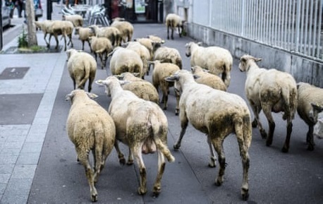 Trường tiểu học tại Pháp gây xôn xao khi tuyển hàng loạt 'học sinh cừu'