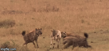 Video: Bò lơ ngơ đi lạc bị bầy linh cẩu khát máu quật ngã rồi xé xác không thương tiếc