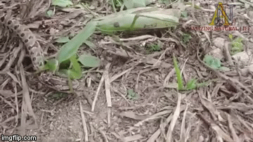 Video: Rắn chuột tấn công đầy uy lực nhưng bị bọ ngựa tung đòn khóa cứng đầu