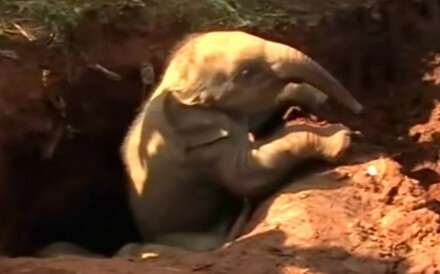 Video: Hé lộ phương thức giải cứu hai chú voi con bị lọt hố đầy bất ngờ