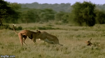 Video: Bị dồn vào đường cùng, linh dương vùng lên húc thủng ngực báo săn