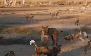 Video: Vô tình đi lạc vào lãnh địa chó hoang, sư tử cái bị kẻ thù vây kín và cái kết ngỡ ngàng