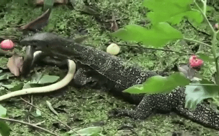 Video: Rắn ráo bị kỳ đà hoa quật tơi tả cho đến chết rồi kéo xuống nước ăn thịt