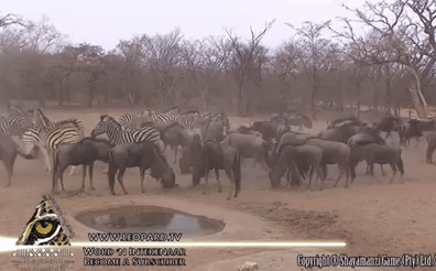 Video: Ngựa vằn tung cú knock out cực mạnh, linh dương đầu bò gục ngay tại chỗ