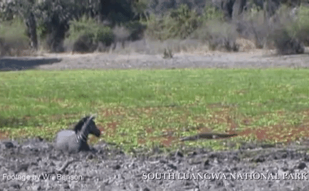 Video: Bị 3 con cá sấu đe dọa, ngựa vằn vẫn may mắn thoát nạn