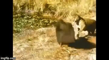 Video: Bị thú ăn kiến khổng lồ phản đòn đau đớn, báo đốm