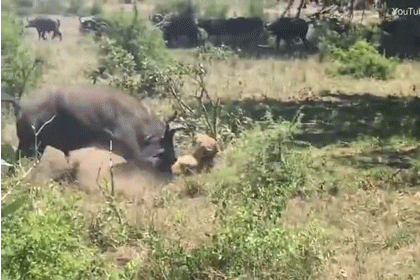 Video: Sư tử đang rình mò bỗng bị trâu rừng tung cú húc sấm sét hất tung lên trời