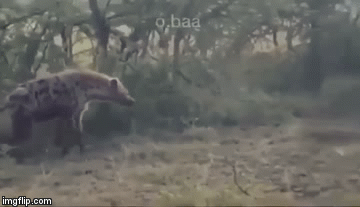 Video: Linh dương đầu bò bại trận vẫn “cố” kéo đối thủ “xuống mồ”