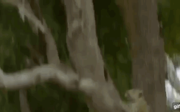 Video: Săn hụt lợn rừng dưới đất, báo hoa mai chuyền cành thoăn thoắt quyết giết khỉ trên cây