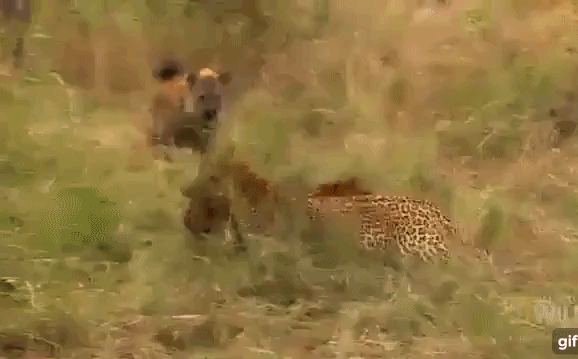 Video: Đang thưởng thức bữa ăn, đàn báo đốm bị 3 con linh cẩu lao tới cướp mồi