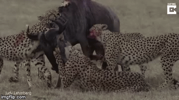 Video: Liên minh báo săn cắn cổ linh dương khiến con mồi ngạt thở mà chết