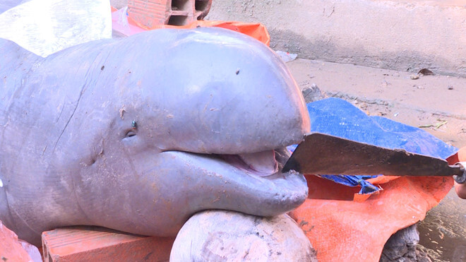 Ngư dân trên sông Cổ Chiên bắt được cá heo nặng 150kg