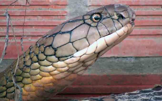 Cận cảnh cặp rắn