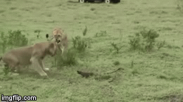 Video: Phát hiện 3 con sư tử đột nhập, cầy mangut lao ra khỏi hang điên cuồng tấn công