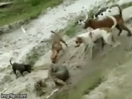 Video: Bị bầy chó tấn công tứ bề, kỳ đà vẫn thoát chết ngoạn mục