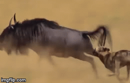 Cuộc chiến sinh tồn: Linh dương bị bầy linh cẩu xé xác không thương tiếc