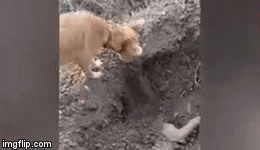 Video: Chú chó hoang dùng mũi, chân đào hố chôn bạn chết vì tai nạn