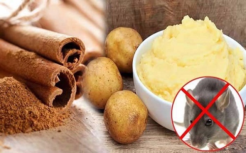 Mẹo đuổi chuột ra khỏi nhà đơn giản, không cần dùng thuốc