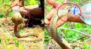 Video: Rùng mình trước cảnh rắn hổ mang uống nước trên tay người