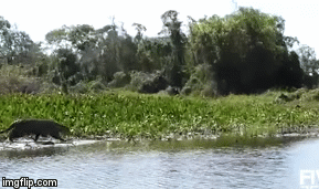 Cuộc chiến sinh tồn: Lao như tên bắn xuống nước săn cá sấu, báo đốm vẫn thất bại ê chề