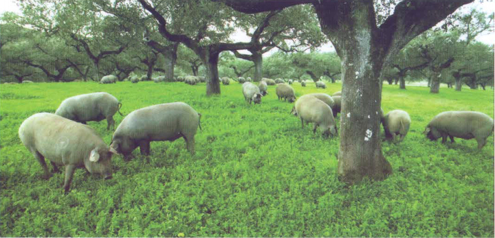 Thịt heo Iberico Tây Ban Nha: Một trong 4 mơ ước của những người mê ẩm thực thế giới đã có tại Hà Nội