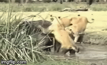 Video: Sư tử thay nhau