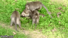 Video: Khỉ rừng đáng thương bị cả đàn lao vào thay nhau cắn xé như kẻ thù