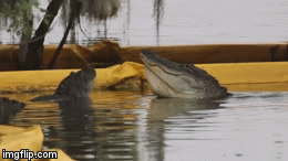 Video: Đang tán tỉnh bạn tình, cá sấu bị đồng loại