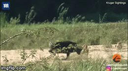 Cuộc chiến sinh tồn: Trâu rừng 