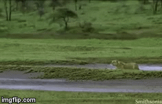 Video: Sư tử lao như tên bắn săn linh dương con nhưng nhận về sự tủi hổ