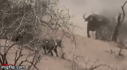 Video: Hàng chục trâu rừng hùng hục lao tới đánh đuổi 3 con sư tử, giải cứu đồng loại