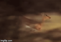 Video: Sắp trở thành bữa ăn của báo săn, linh dương bất ngờ được cứu