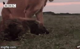 Video: Liều lĩnh mò đến hang ổ kẻ thù, linh cẩu bị sư tử giày vò thảm hại