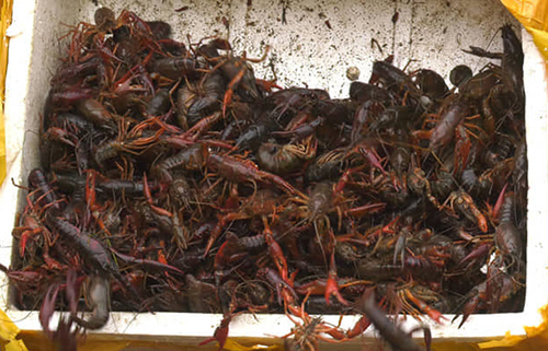 Rộ tin tôm hùm đất được bán tràn lan, Cục Quản lý thị trường TP. Hồ Chí Minh chỉ đạo khẩn