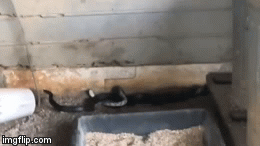 Video: Trận kịch chiến khốc liệt giành bạn tình giữa hai con rắn chuột